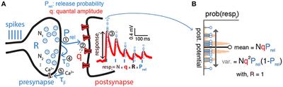 Model-Based Inference of Synaptic Transmission